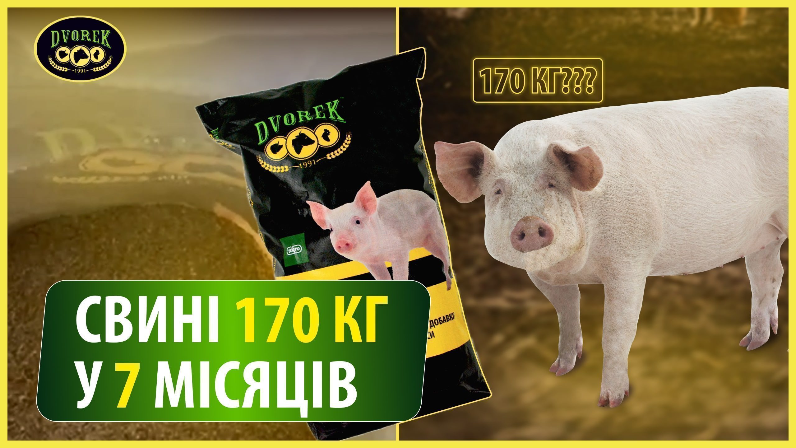 Свині 170 кг у 7 місяців!