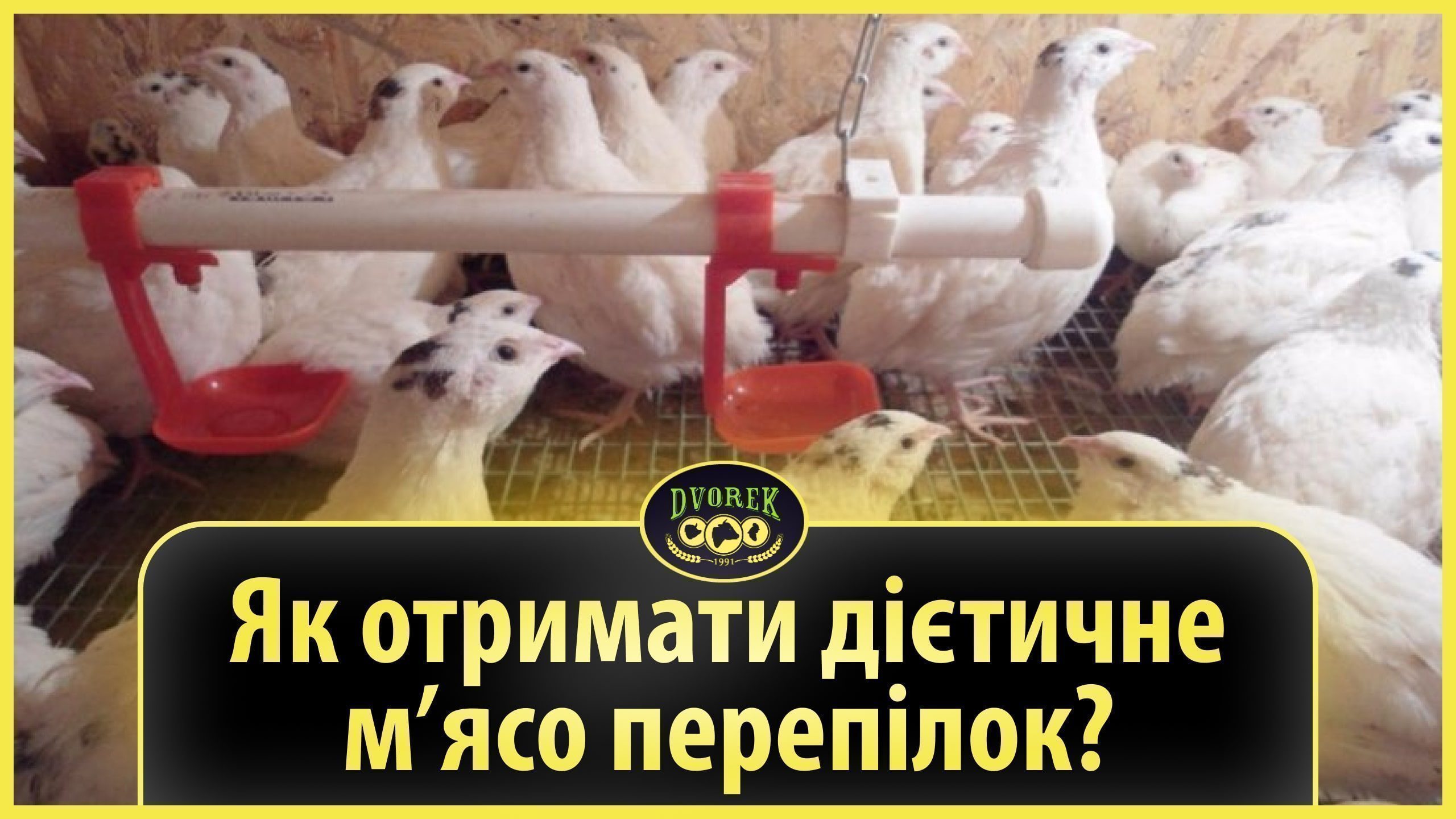 Як отримати дієтичне м’ясо перепілок?