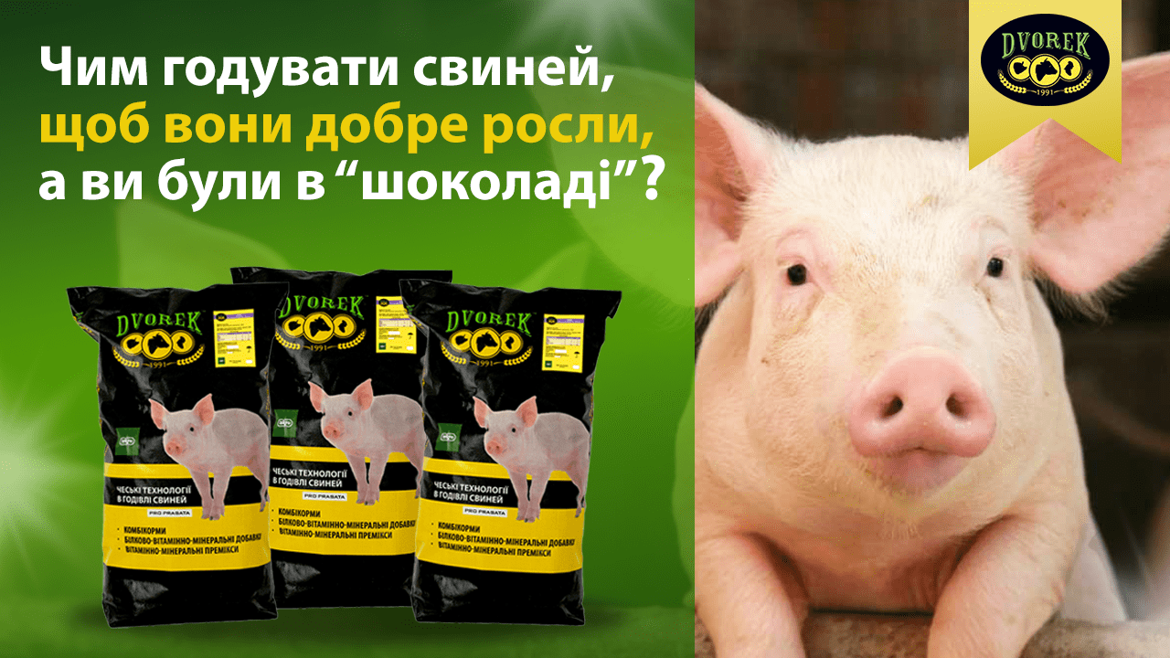 Чим годувати свиней, щоб вони добре росли, а ви при цьому були в “шоколаді”?
