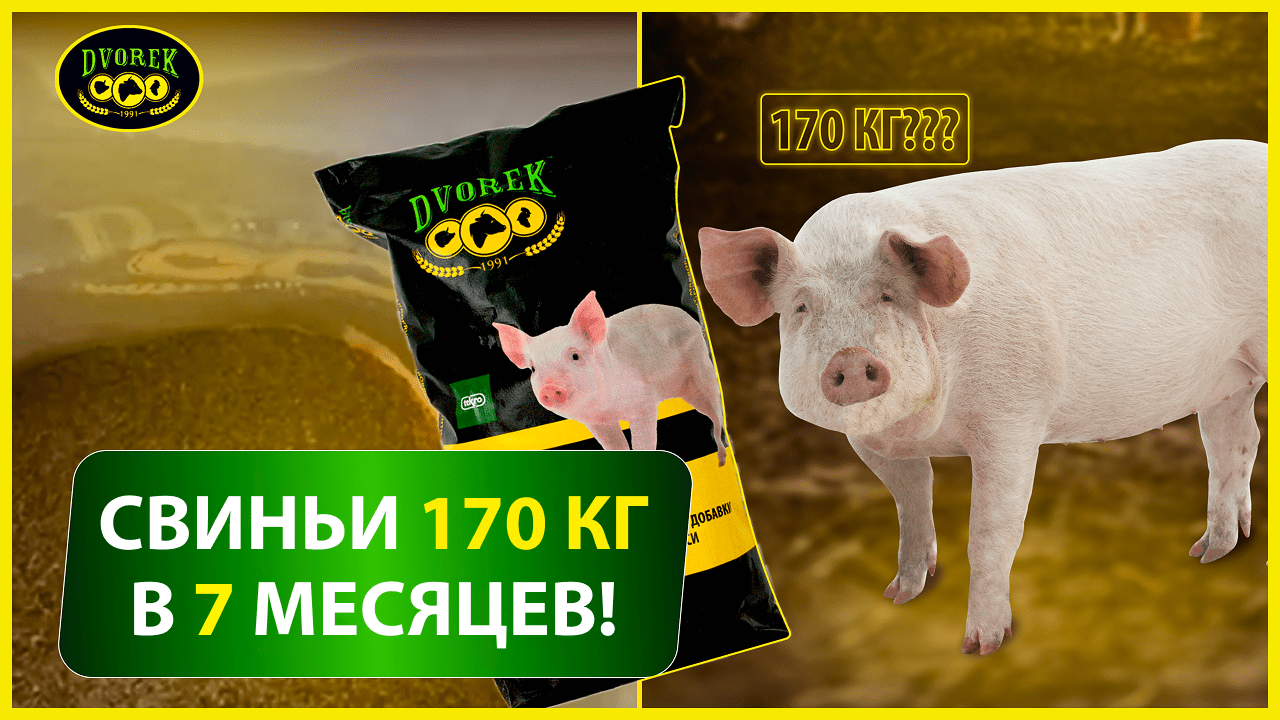 Свиньи 170 кг в 7 месяцев!