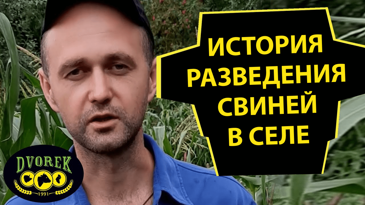 Почему поросята не растут?