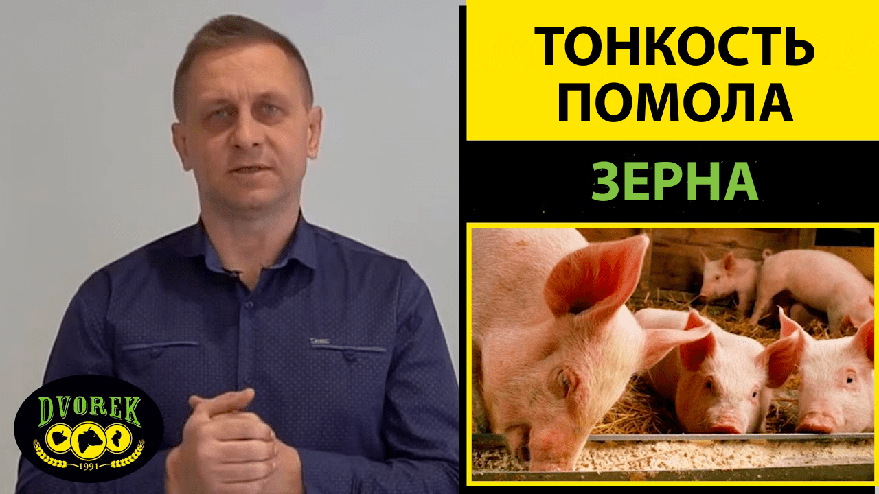 Тонкость помола зерна при кормлении свиней