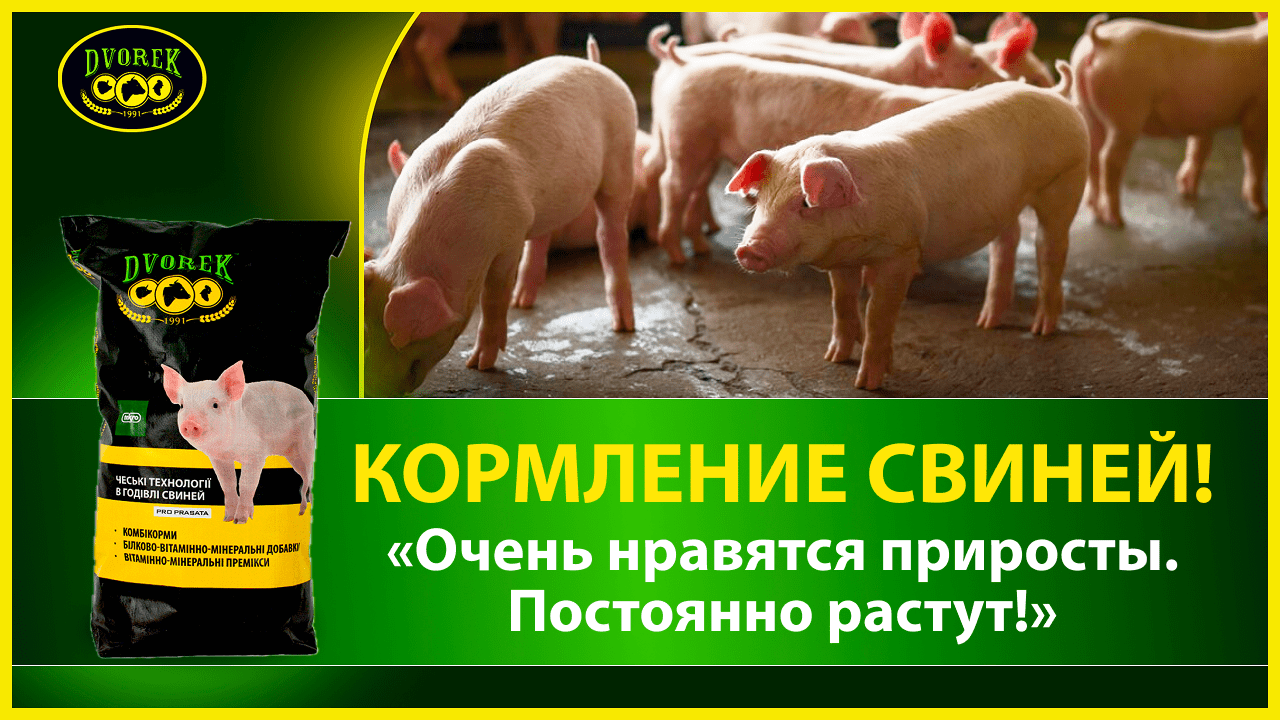 Кормление свиней: «Очень нравятся приросты. Постоянно растут!»