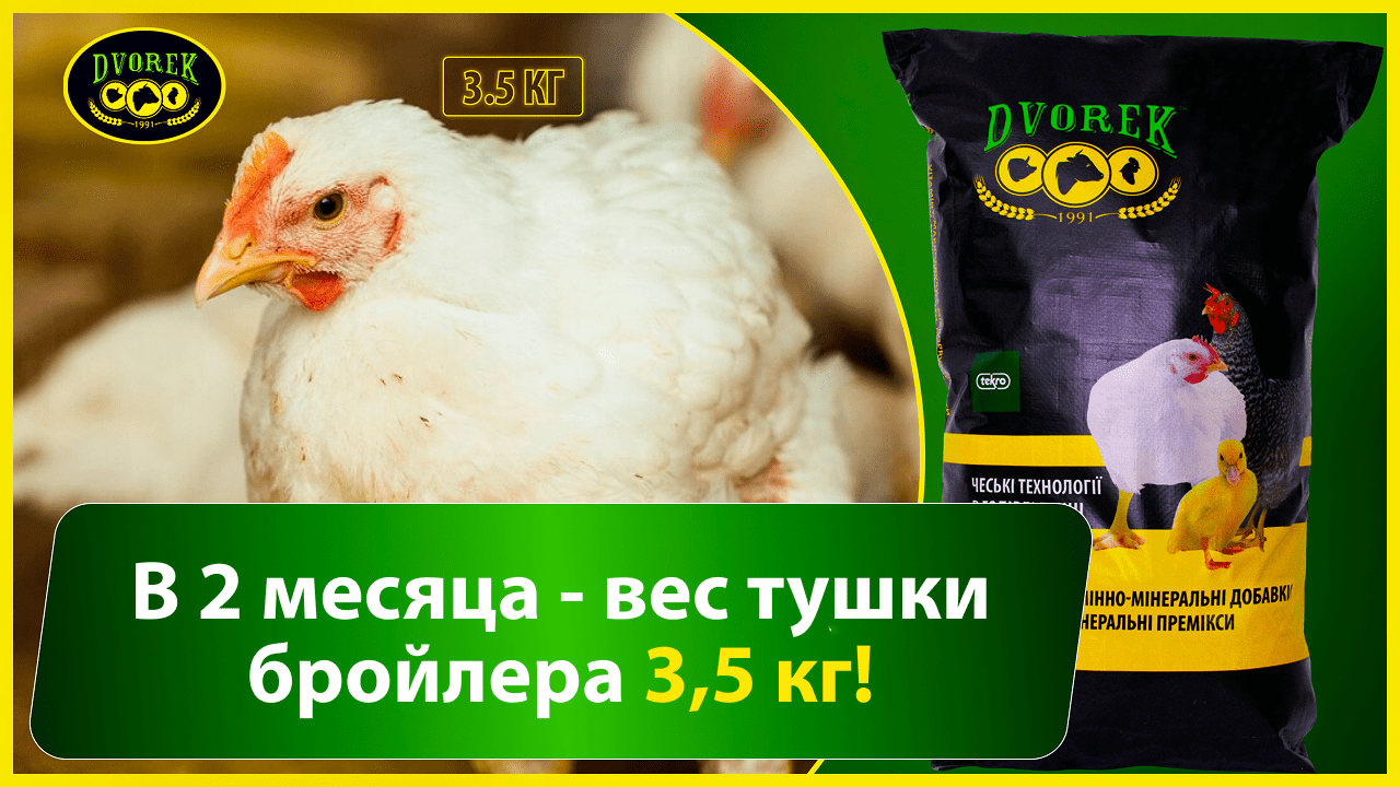 В 2 месяца – вес тушки бройлера 3,5 кг!