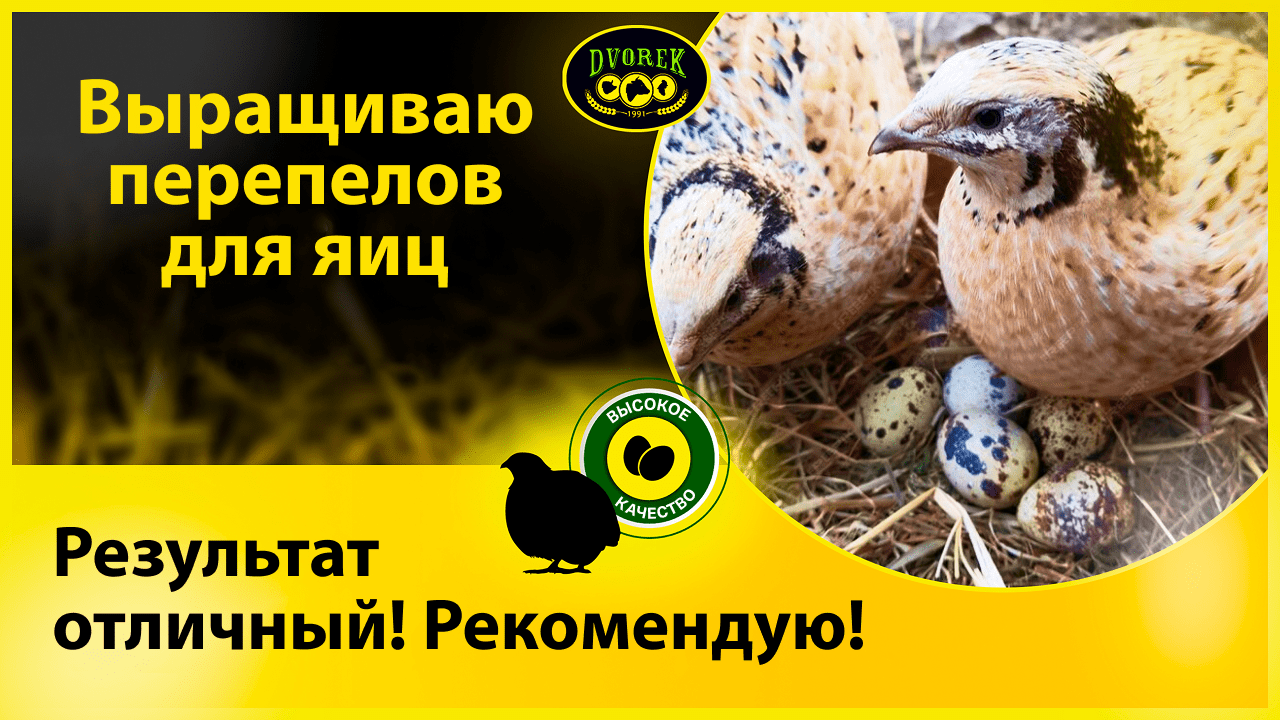 Выращиваю перепелов для яиц. Результат отличный! Рекомендую!