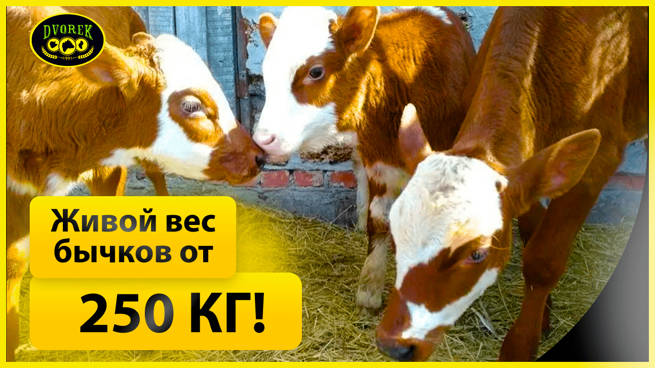 Живой вес бычков от 250 кг!