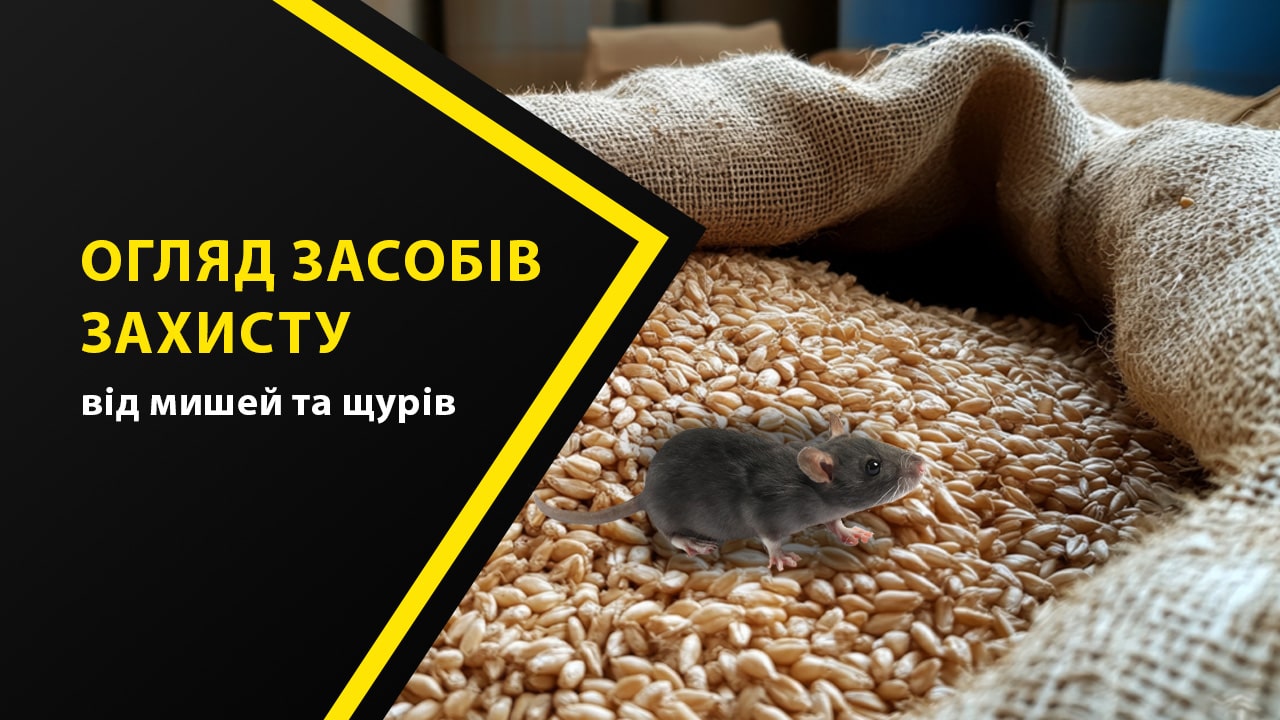 Огляд засобів захисту від мишей та щурів