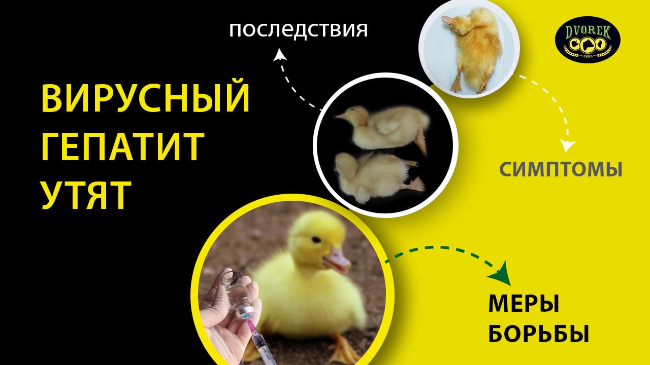 Вирусный гепатит утят: симптомы, последствия и меры борьбы