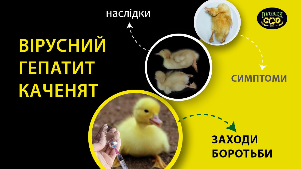 Вірусний гепатит каченят: симптоми, наслідки та заходи боротьби