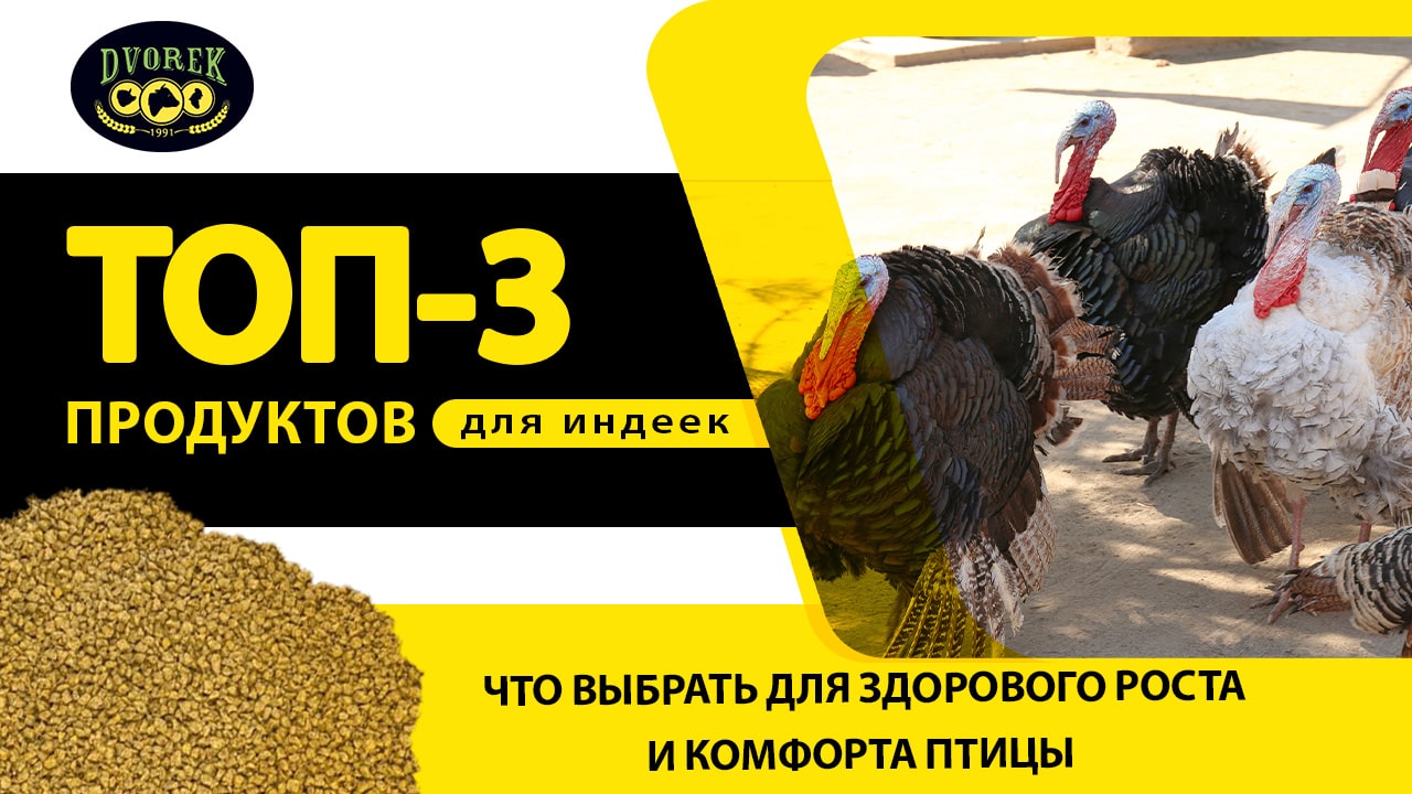 ТОП-3 продуктов для индеек: что выбрать для здорового роста и комфорта птицы